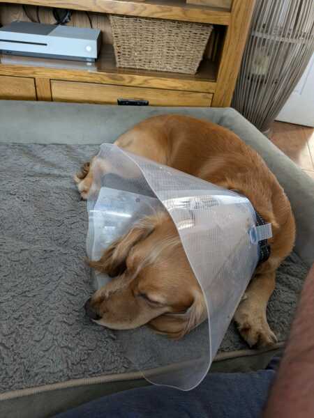 Dog just swallowed a kebab stick