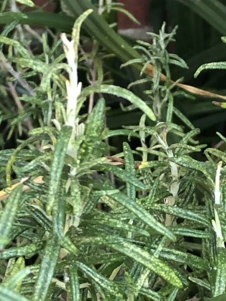 What’s up with rosemary?