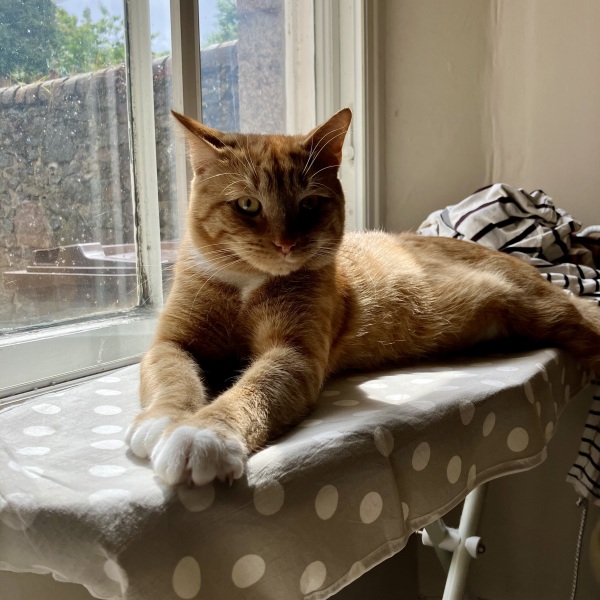 Two things put me off getting a cat again...