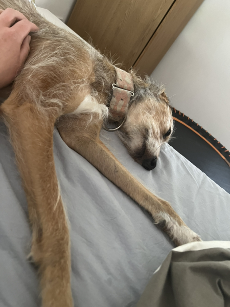 Talk to me about rescue greyhounds/lurchers/whippets