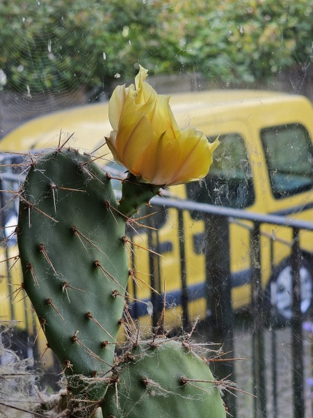 The One where TC moved to Scotland and joined the Excellent Cats