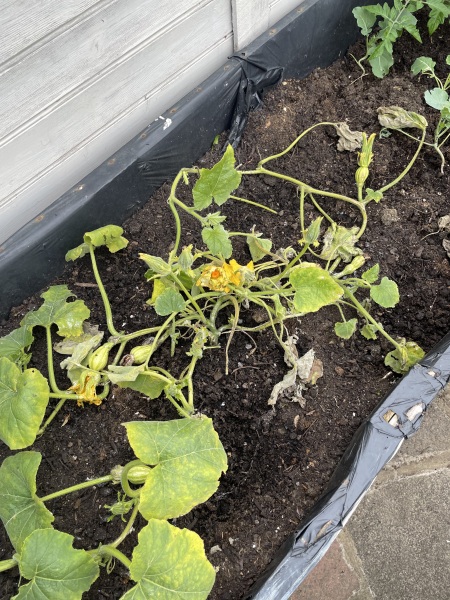 Help! Can I rescue this squash?