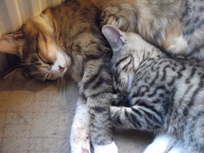 Cat photos