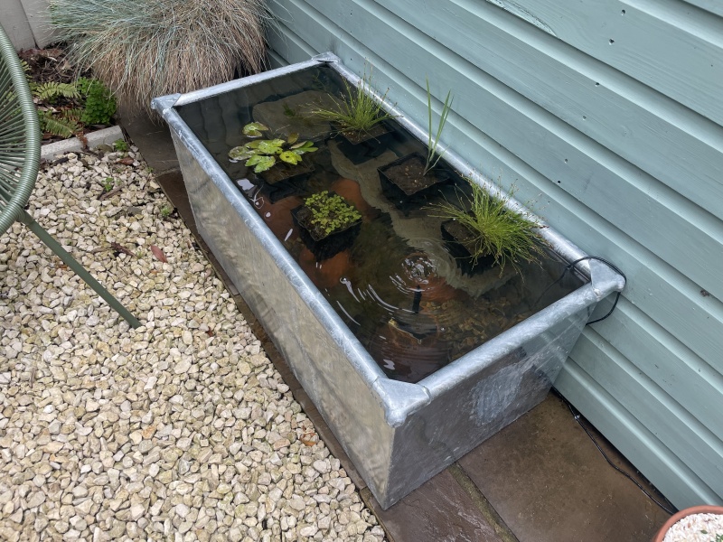 Small pond advice