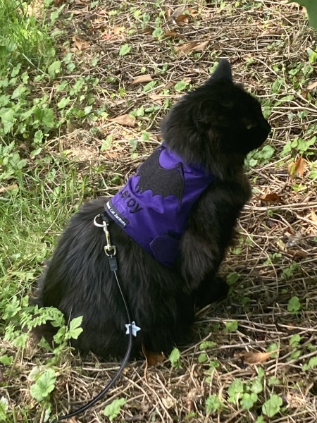 The One where TC moved to Scotland and joined the Excellent Cats