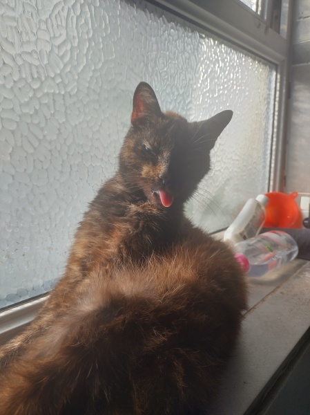 The One where TC moved to Scotland and joined the Excellent Cats