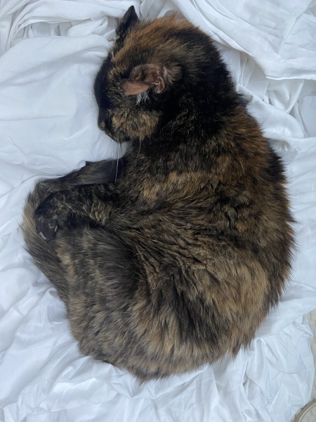 Cat photos