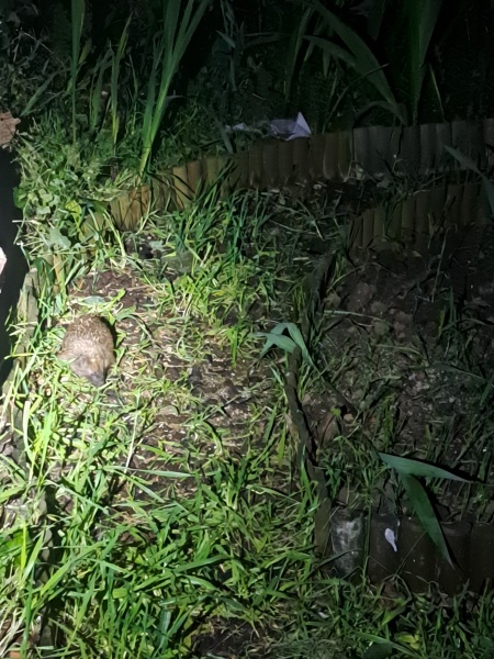 Thread 3 Starmer:  Digging has started, bigger shovel required