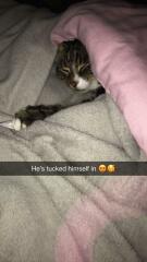 My cat ‘hiding’…. Anyone else have this??