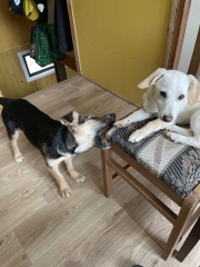 Puppy Survival Thread for New and Old Pups - Spring is around the corner!