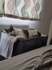 New (first) cat - what sort of bed?
