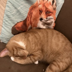 Passports, buckets and spades - the Excellent Cats go on their holidays