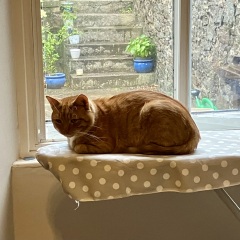 Cat photos
