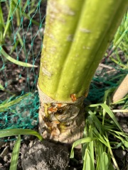Brown sap on trunk of sunflower plant