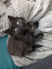 Should I get a kitten?