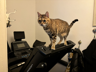 Cat photos