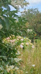 Taken on an allotment - it's totally wild!