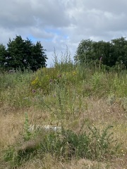 Where are the insects?
