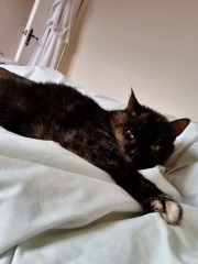 Oh help me, I looked at the "cats needing homes" page!