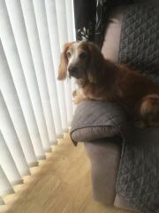 Working Cocker Spaniel?