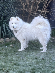 First ever dog