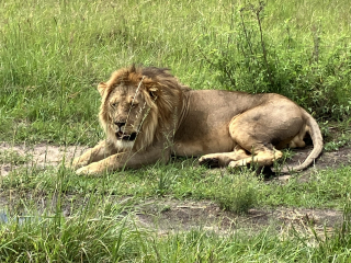 The One where TC moved to Scotland and joined the Excellent Cats
