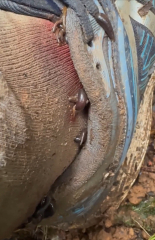 Attacked by Leeches- TMI Photos