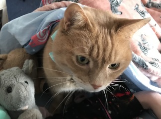 Anyone else's cat sleep UNDER the duvet?!