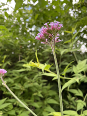 Can anyone ID these nice Epsom Borough Council flowers?