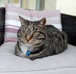 Are these mackerel tabby markings?