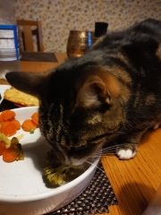 Odd things your cat eat...mine just ate kale.