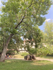 Tree identification - in Prague