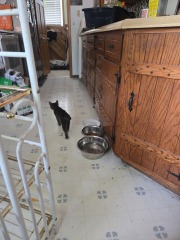 Kittens!!