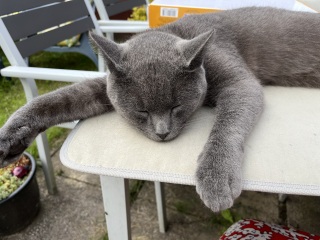 Passports, buckets and spades - the Excellent Cats go on their holidays