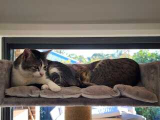 Cat photos