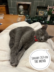 Birthday cat