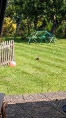 A wild rabbit has moved into my garden… WWYD?