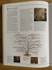 Heavy pruning honeysuckle?