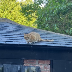 Weird experience getting rescue cats