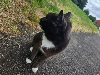 I rescued a cat today