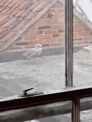 Junior seagull