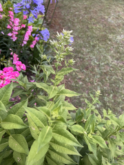 What is this bush?