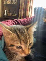 Help name my kitten.
