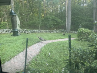 Come and tell me your dull and unexciting news 30: Calmly through the day