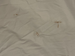 Does it look like bed bugs?