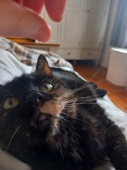 Oh help me, I looked at the "cats needing homes" page!