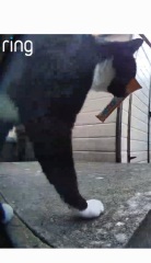 The Bluestocking is reopening