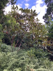 Does anyone know what this plant is?