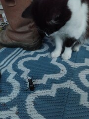 Aston University + gerbil merch thread