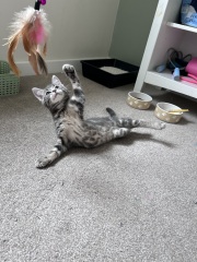 Adopting a silver/blue tabby kitten. Name ideas?!